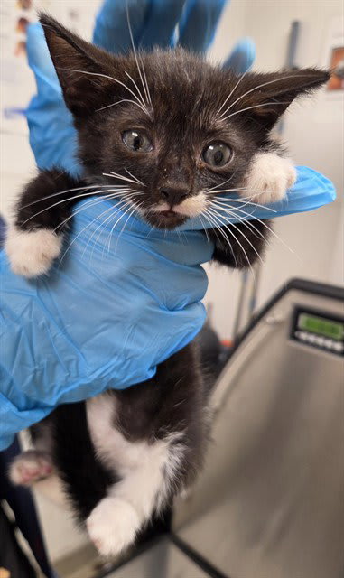 Photo of Cat