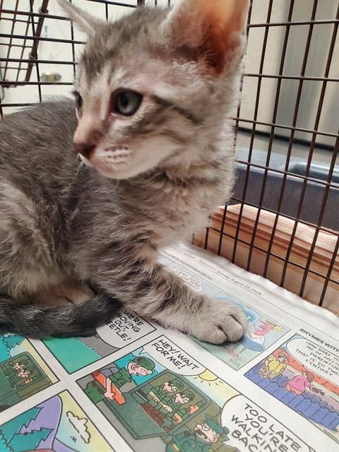 Photo of Cat