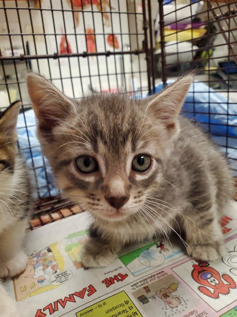 Photo of Cat