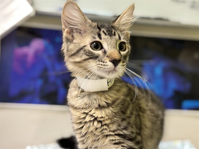 Photo of KITTY MERCURY
