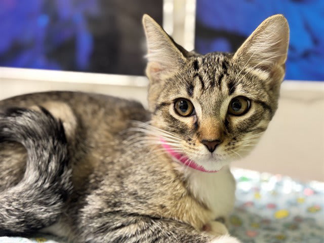 Photo of ALANIS PURRISSETTE
