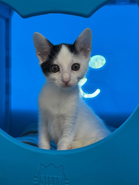 Photo of MILO