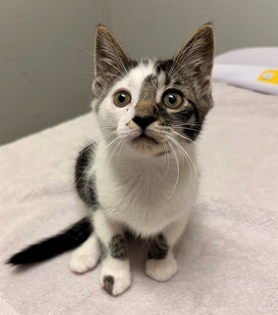Photo of MARSHMALLOW
