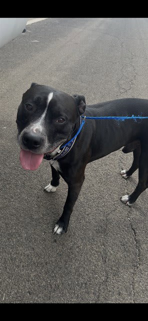 Photo of TYSON