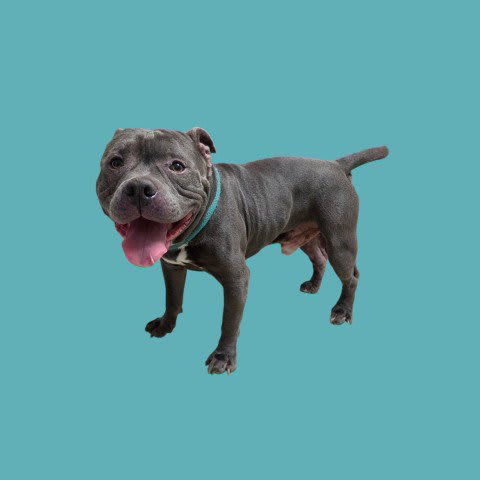 Photo of MUNCHKIN