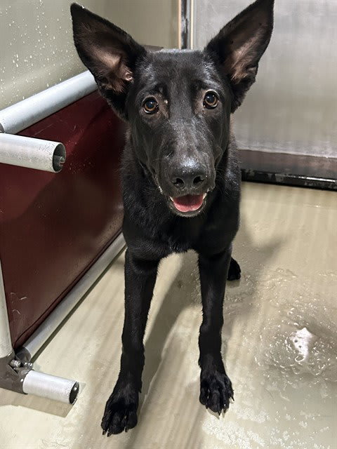 Photo of Dog