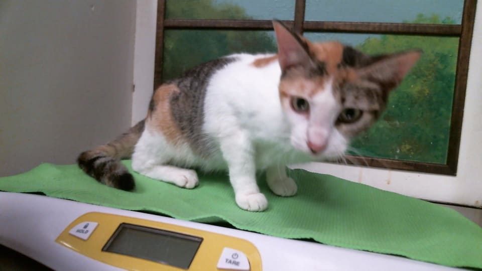 Photo of Cat