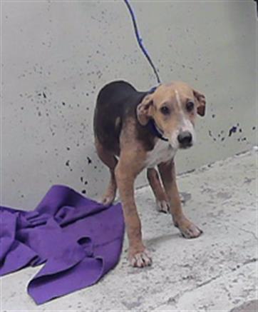 Photo of Dog