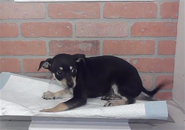 Photo of RUSTY