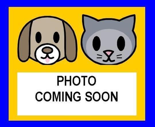 Photo of Cat