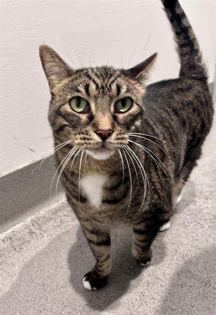 Photo of OLIVER TWIST