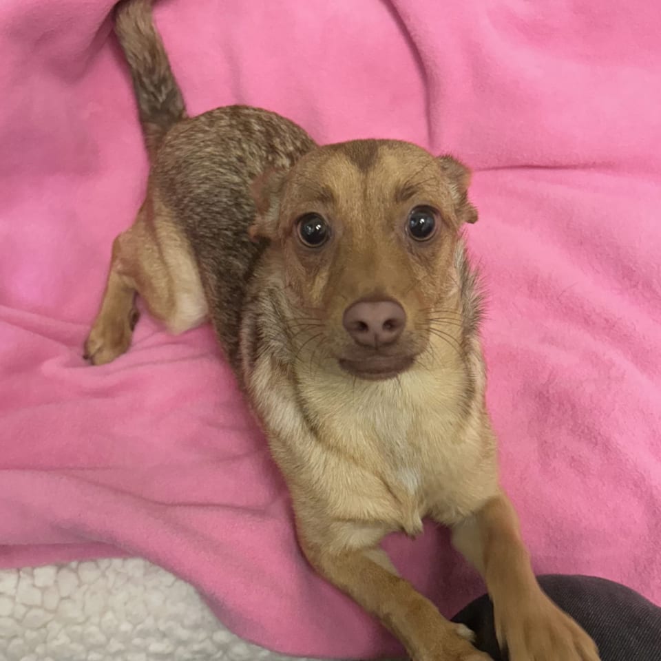 Photo of Roxy