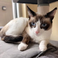 Photo of Pepper