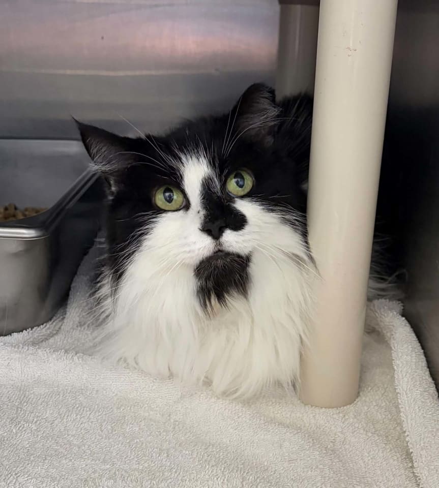 Photo of Lila - At shelter