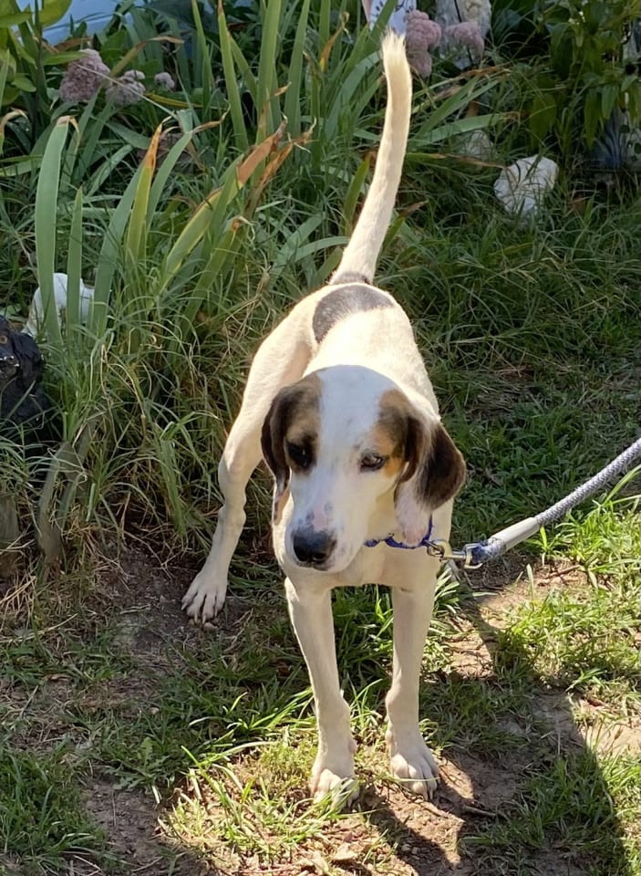 Photo of Jay - At shelter available 9/20