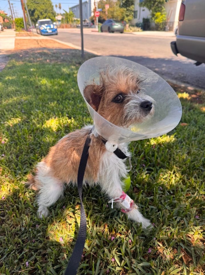 Photo of Tuli - Foster or Adopt Me!