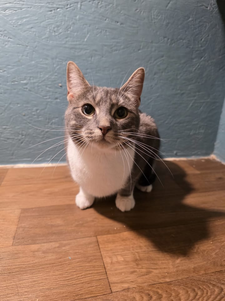 Photo of Whiskers D