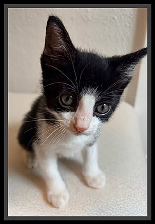 Photo of HEDWIG