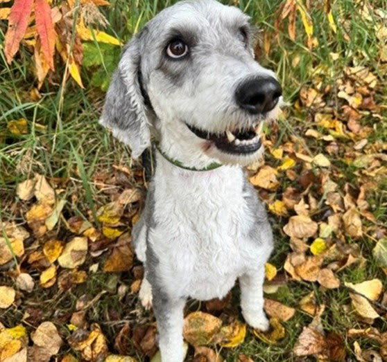 Photo of DAISY