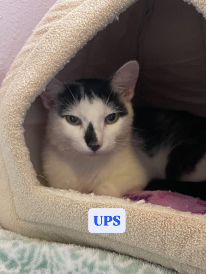 Photo of UPS