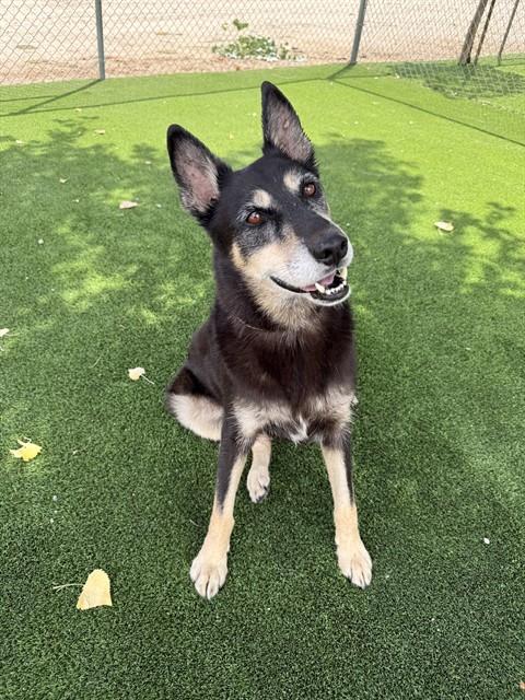 Photo of MOOSE