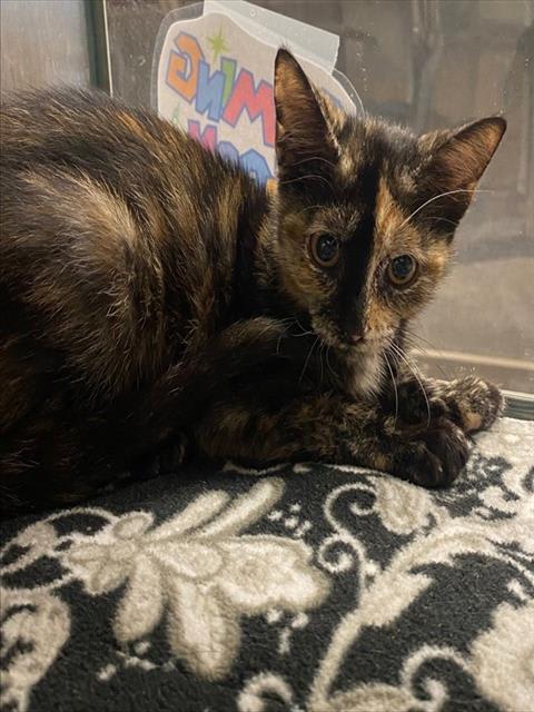 Photo of COOKIE