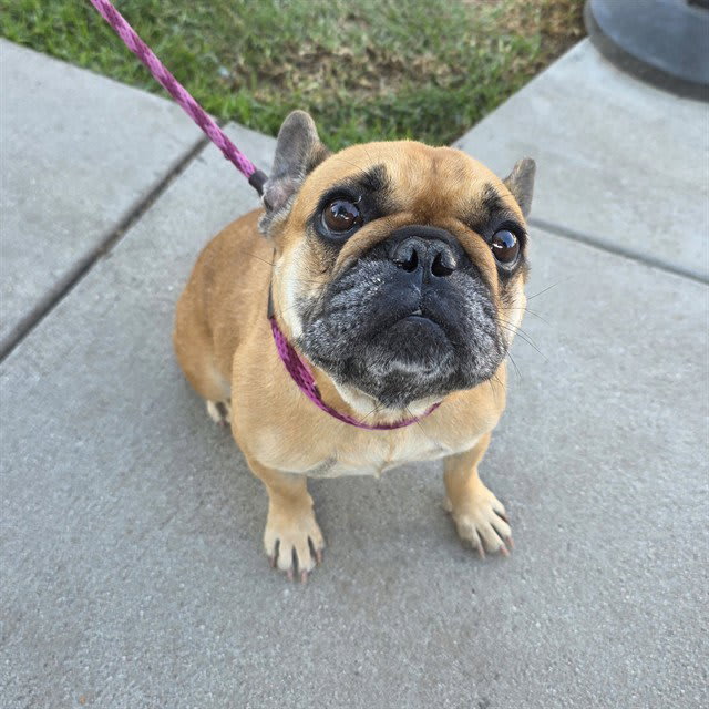 Photo of DANDELION