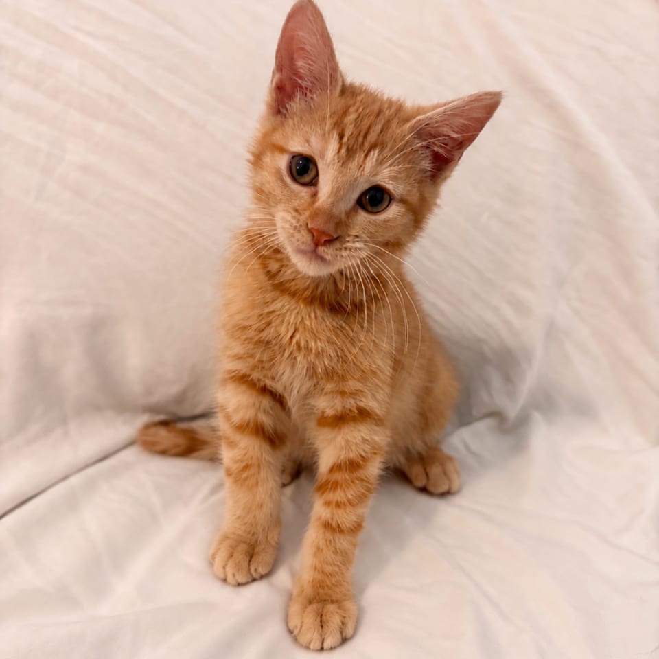 Photo of Catsup