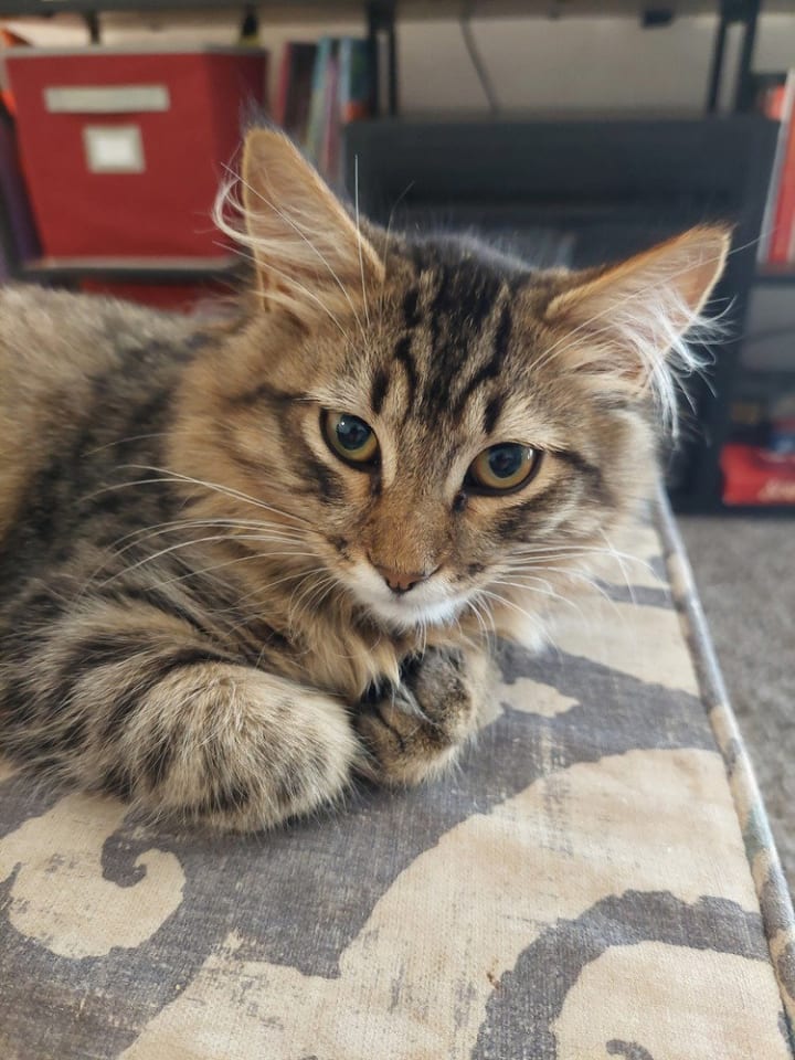 Photo of Roscoe