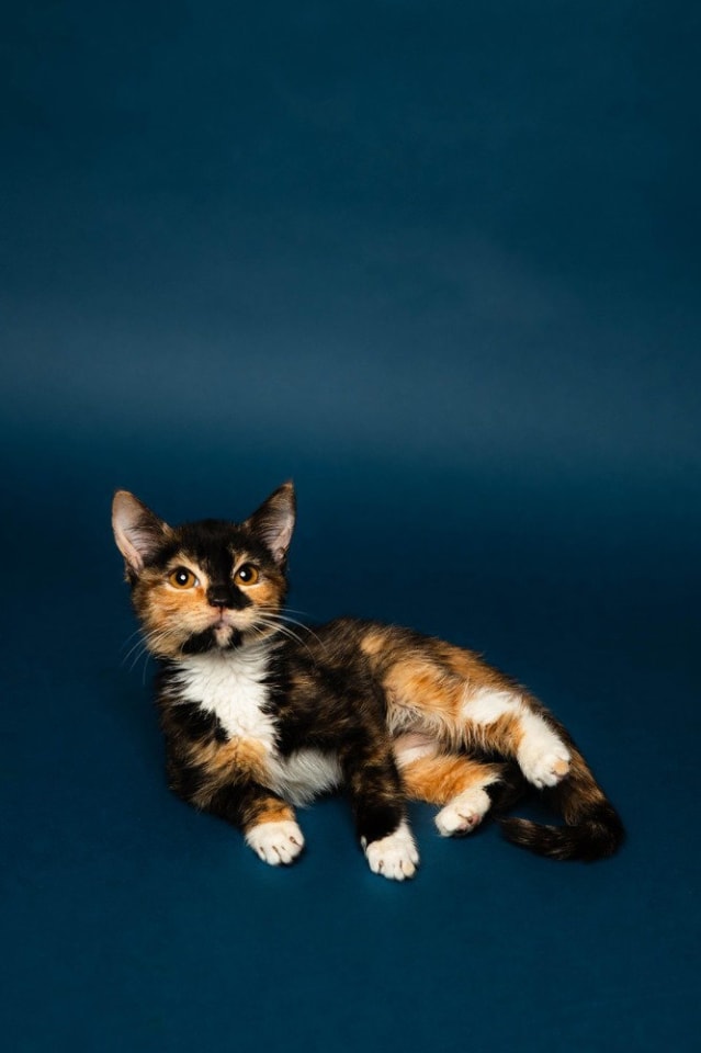 Photo of Roo