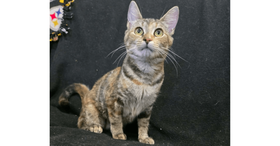 Photo of Mabel