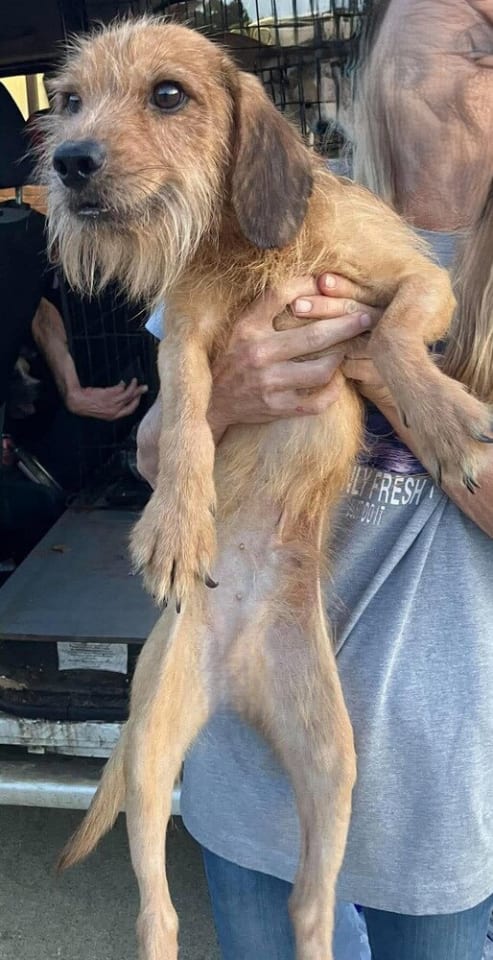 Photo of Benji (AL)