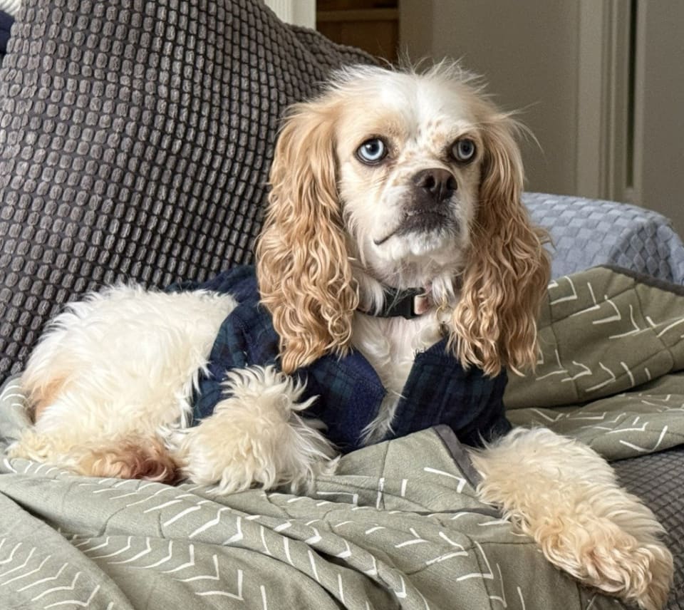 Photo of Daisy AKA Little Dog