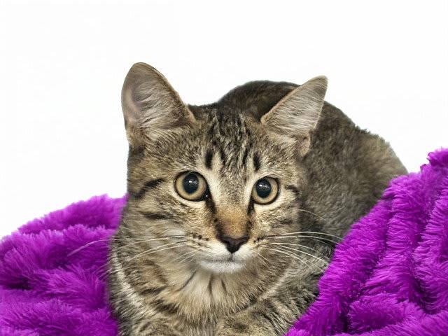 Photo of VIVU