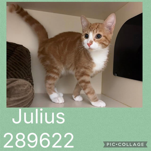 Photo of Julius