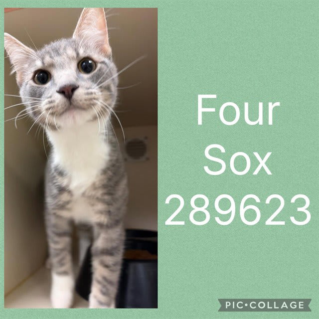 Photo of Four Sox