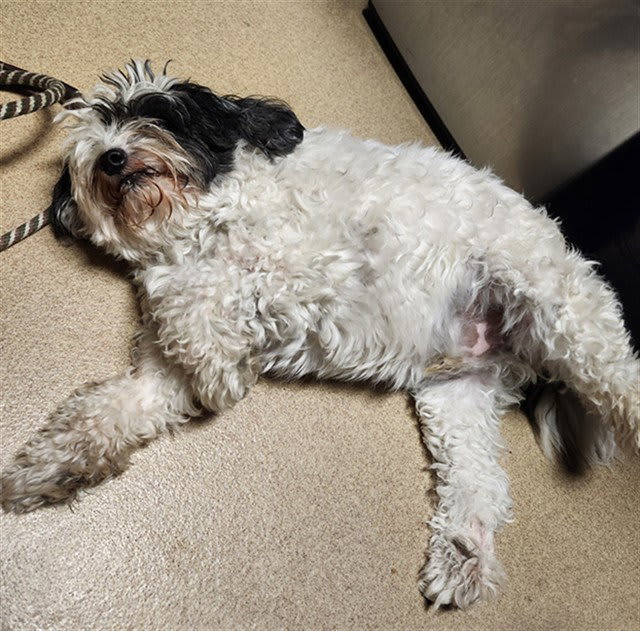 Photo of MILO