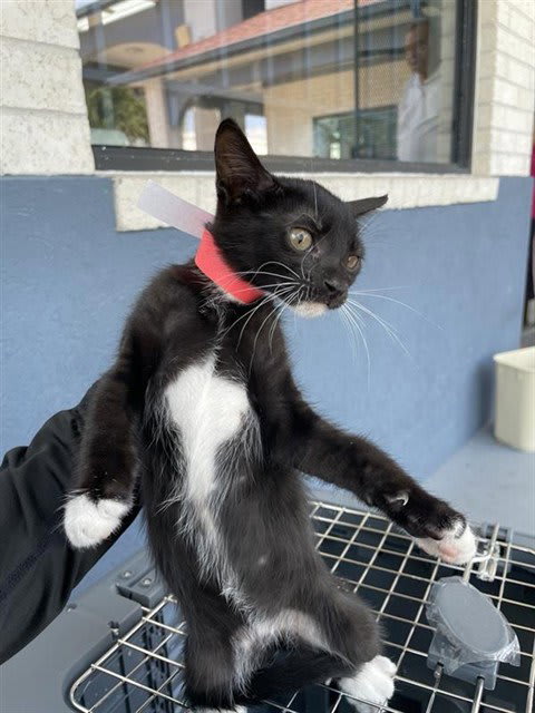 Photo of Cat