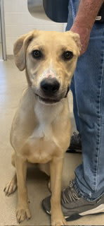 Photo of Dog