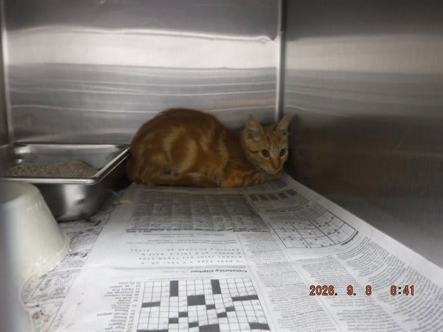 Photo of SIMON