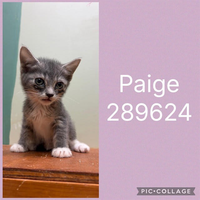 Photo of Paige
