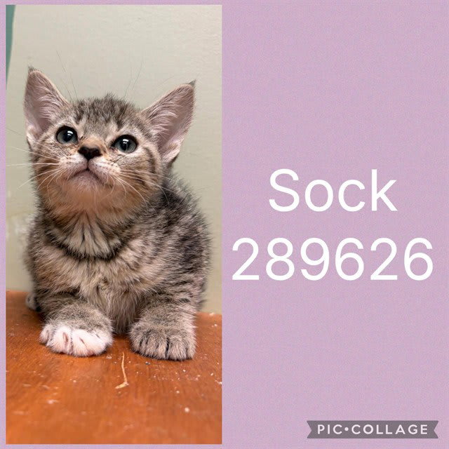 Photo of Sock