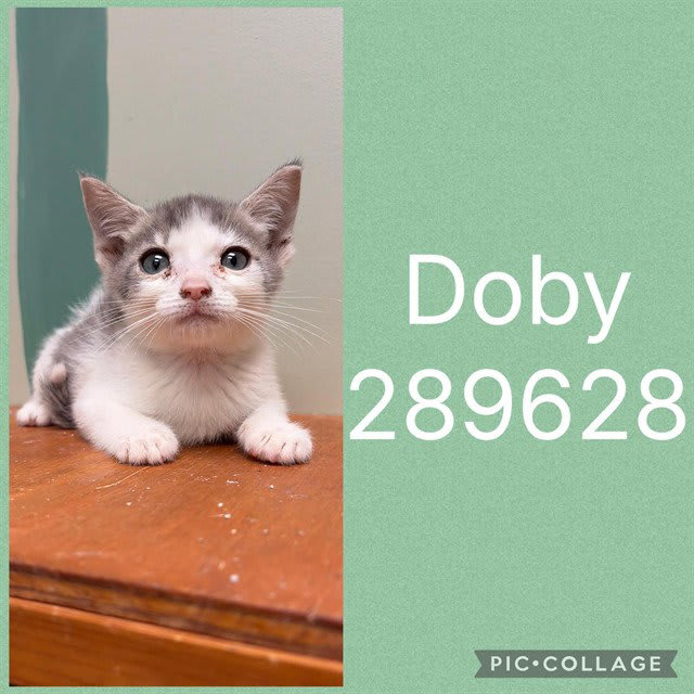 Photo of Doby