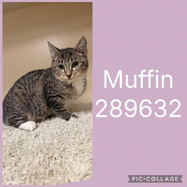 Photo of MUFFIN