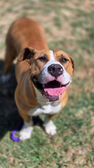Photo of BISCUIT