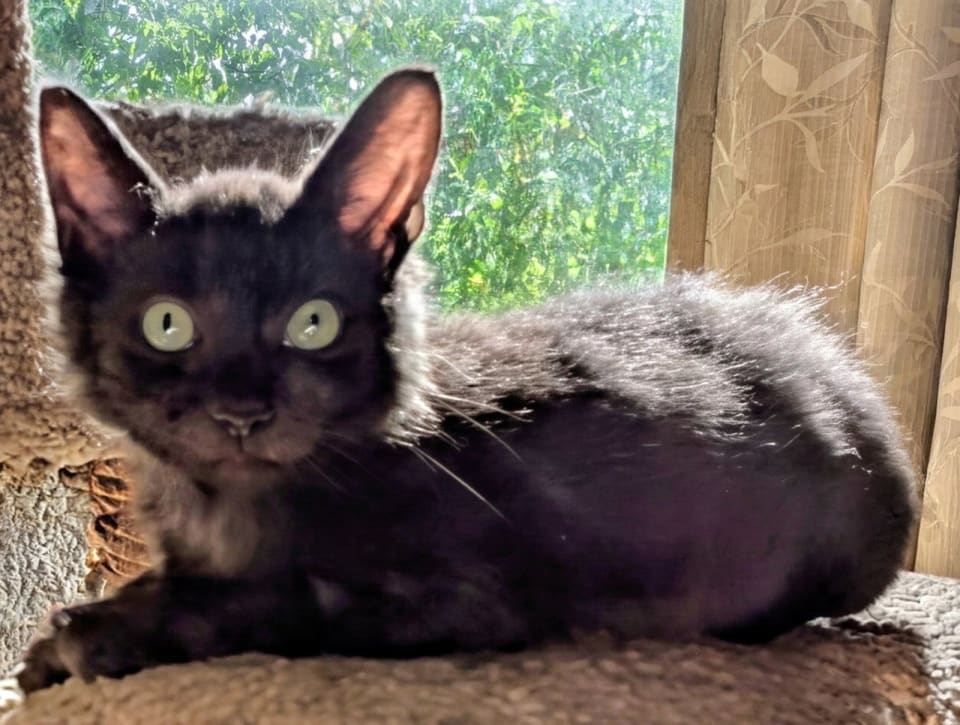 Photo of EENY (and kitten siblings Miny and Mo)