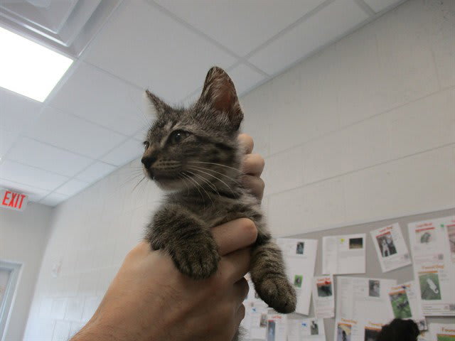 Photo of STAR