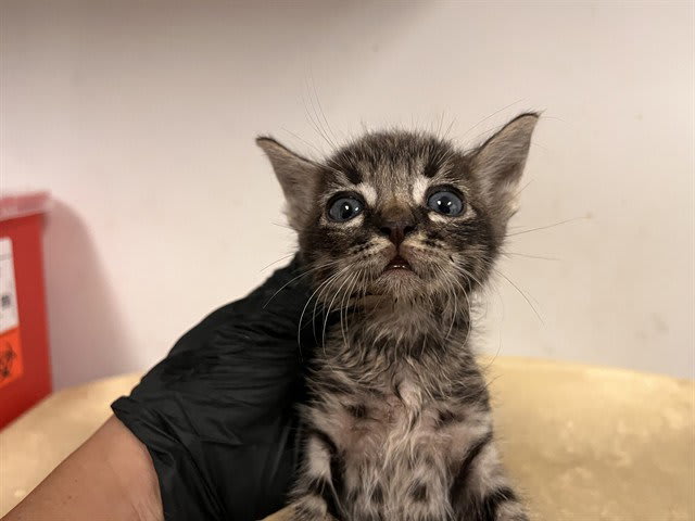 Photo of Cat