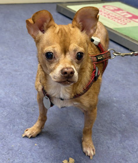 Photo of CHICO