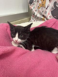 Photo of Zorro
